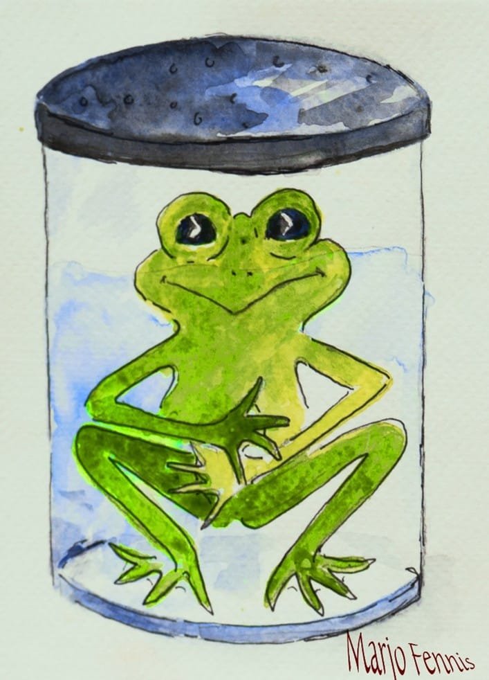 Kikker in de glazen pot