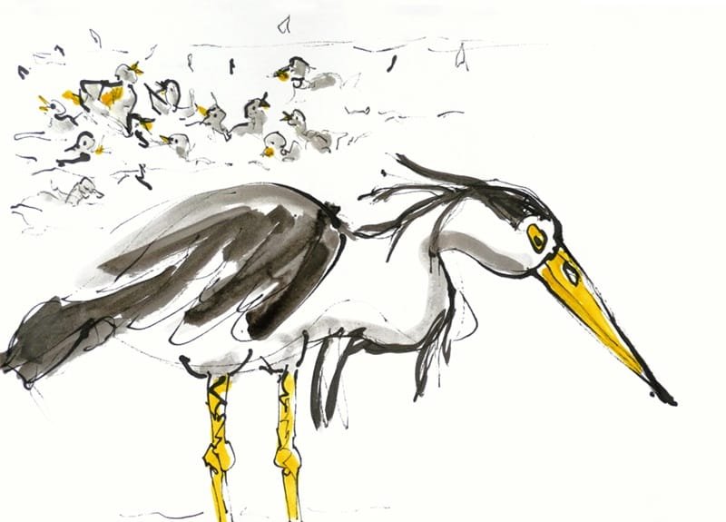Reiger Jessy wacht op zijn vis